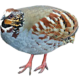 Collared Hill Partridge